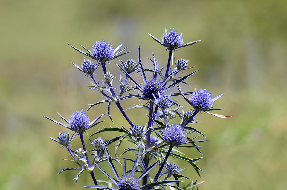 Eryngium amethystinum / Calcatreppola ametistina
